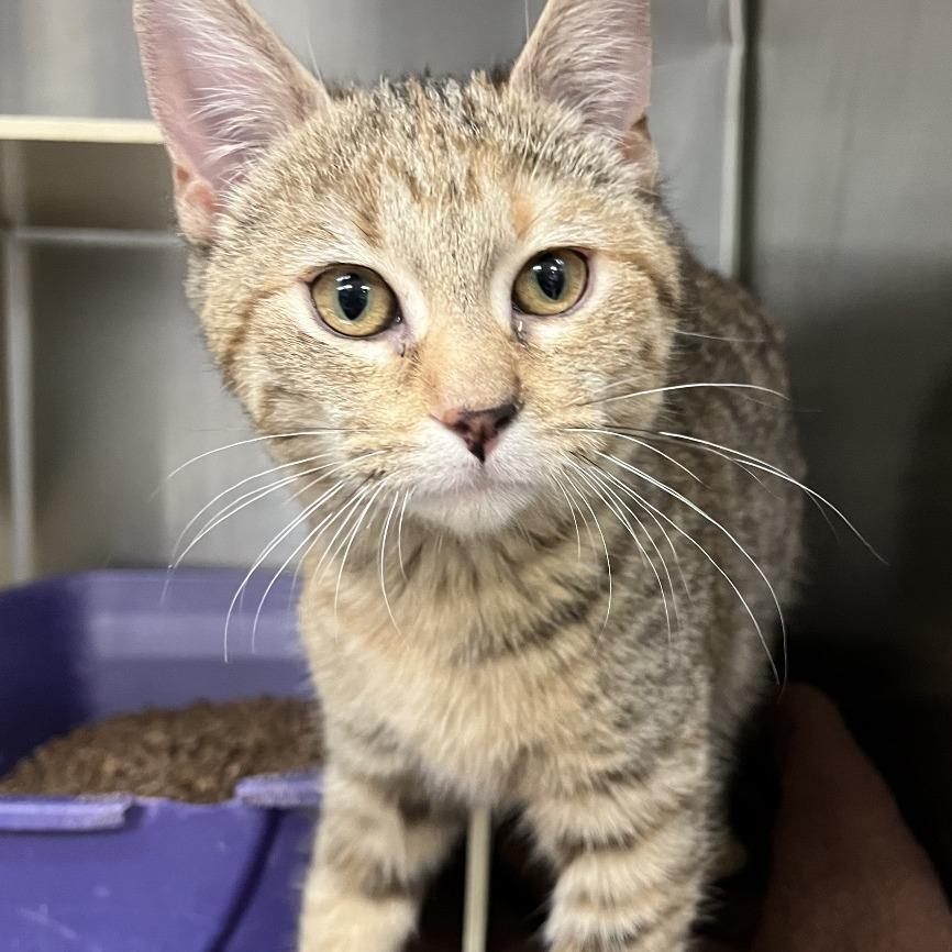 Cassidy, a Adoptable Domestic Short Hair in Vineland, NJ image 5/5