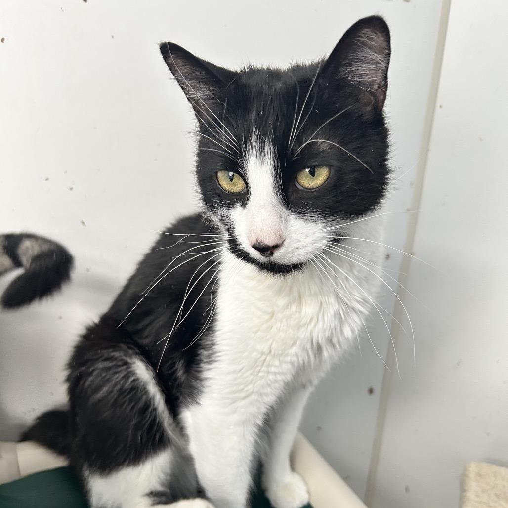 Beans — thumbnail 3