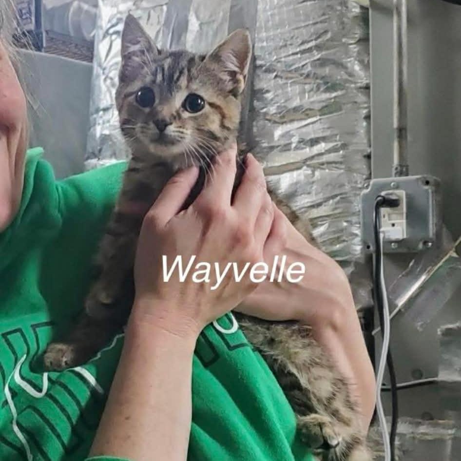 Wayvelle, ADOPTABLE, Young Female Tabby.