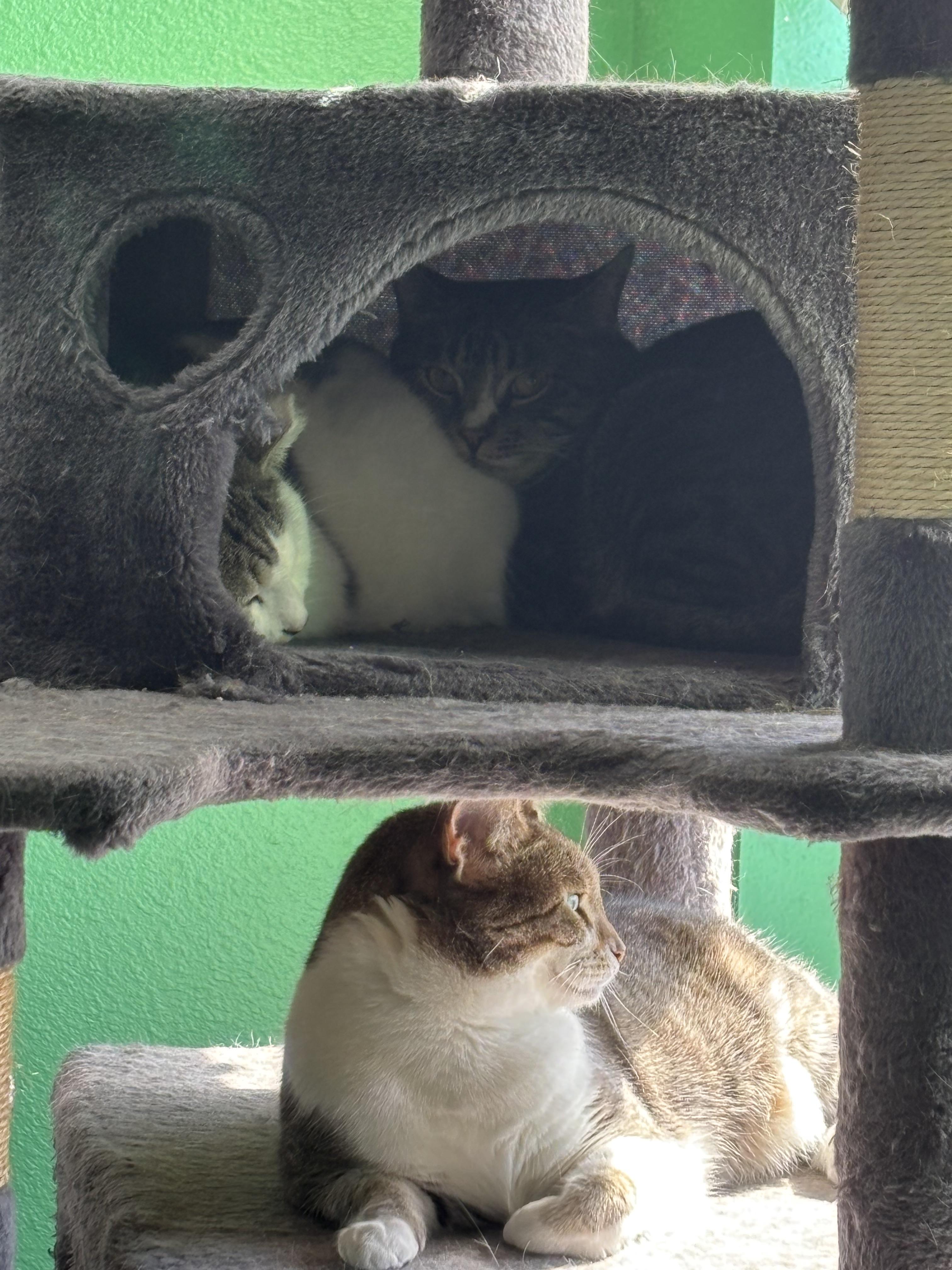 Enlarge Max , a Adoptable Domestic Short Hair in West Warwick, RI image 3/6