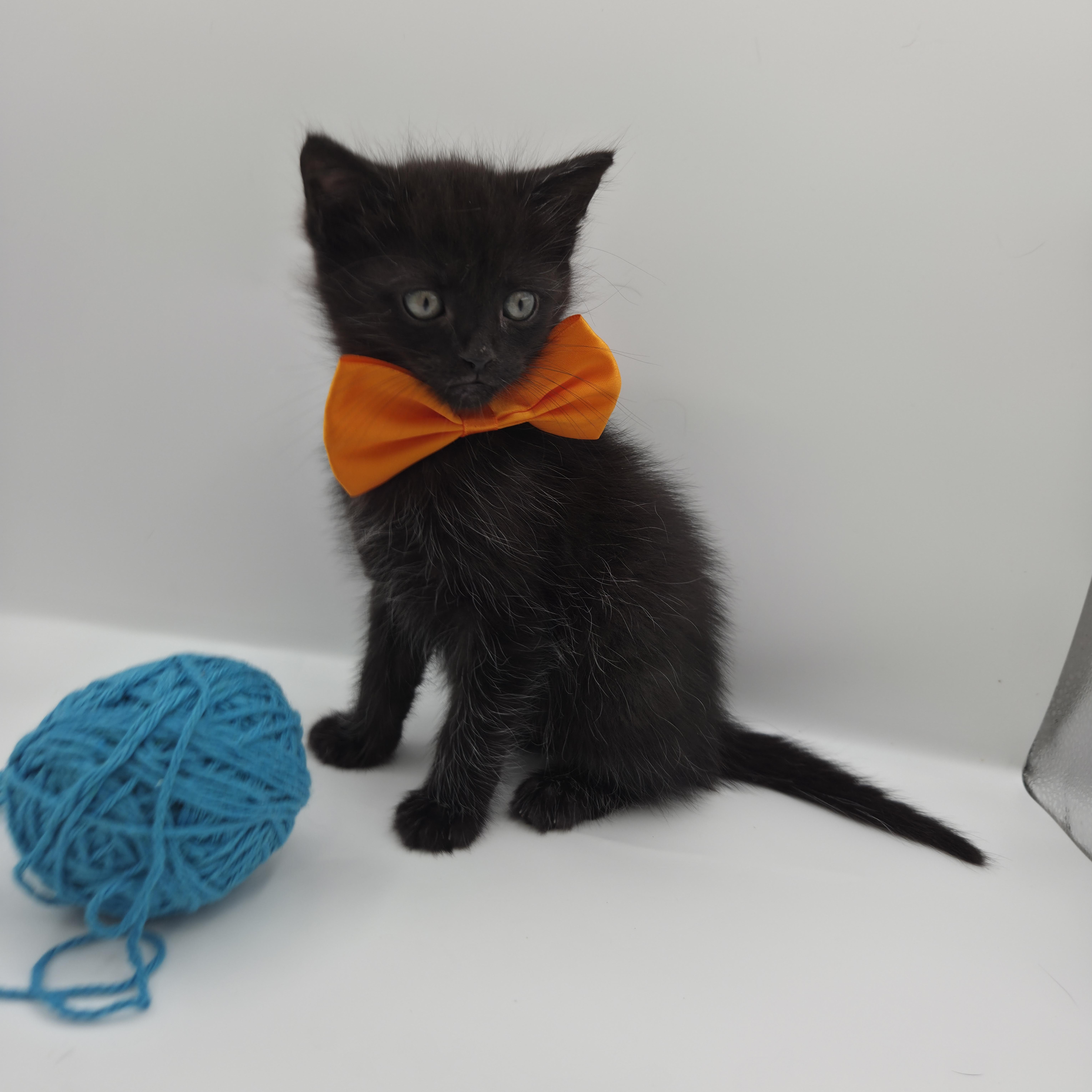 Enlarge Astro, a Adoptable mixed breed in South Amboy, NJ image 3/5