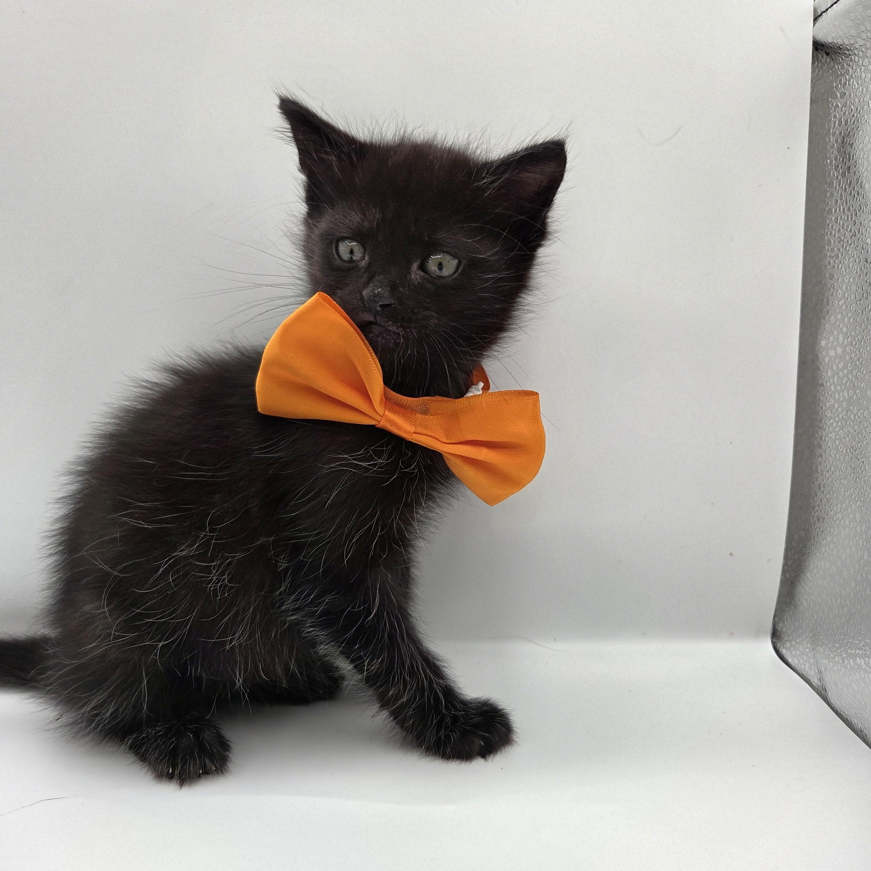 Enlarge Astro, a Adoptable mixed breed in South Amboy, NJ image 5/5