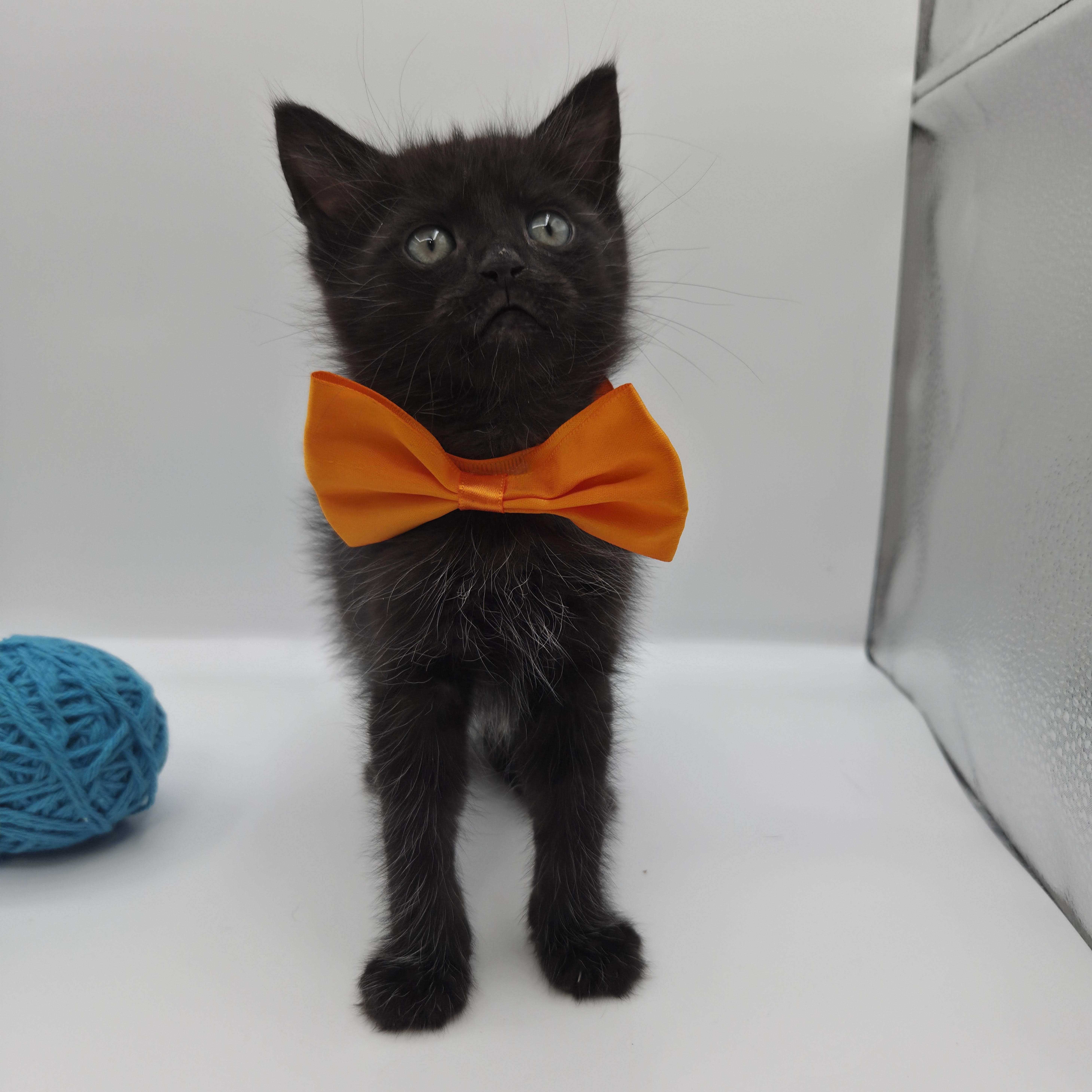 Enlarge Astro, a Adoptable mixed breed in South Amboy, NJ image 2/5