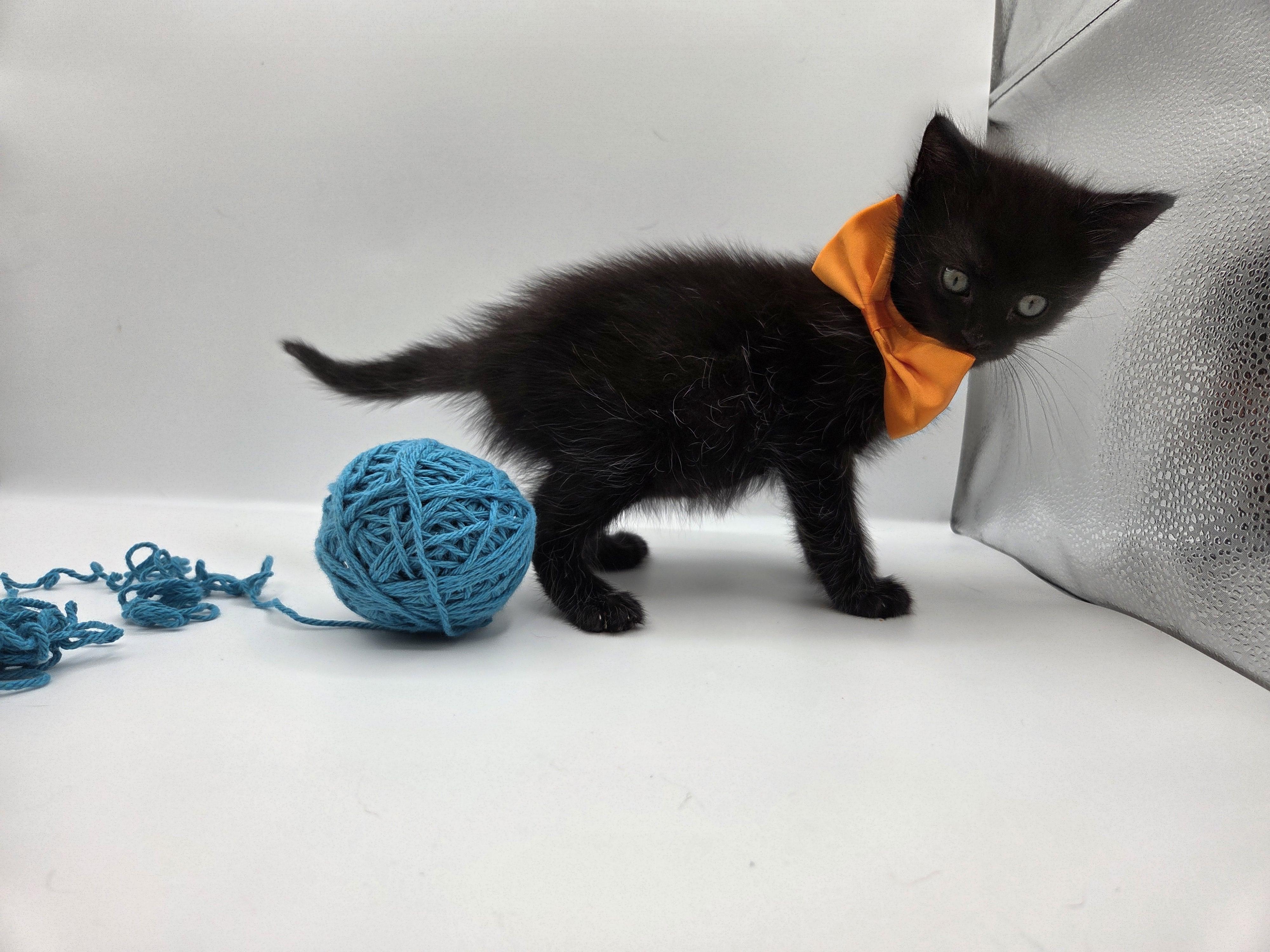 Enlarge Astro, a Adoptable mixed breed in South Amboy, NJ image 4/5