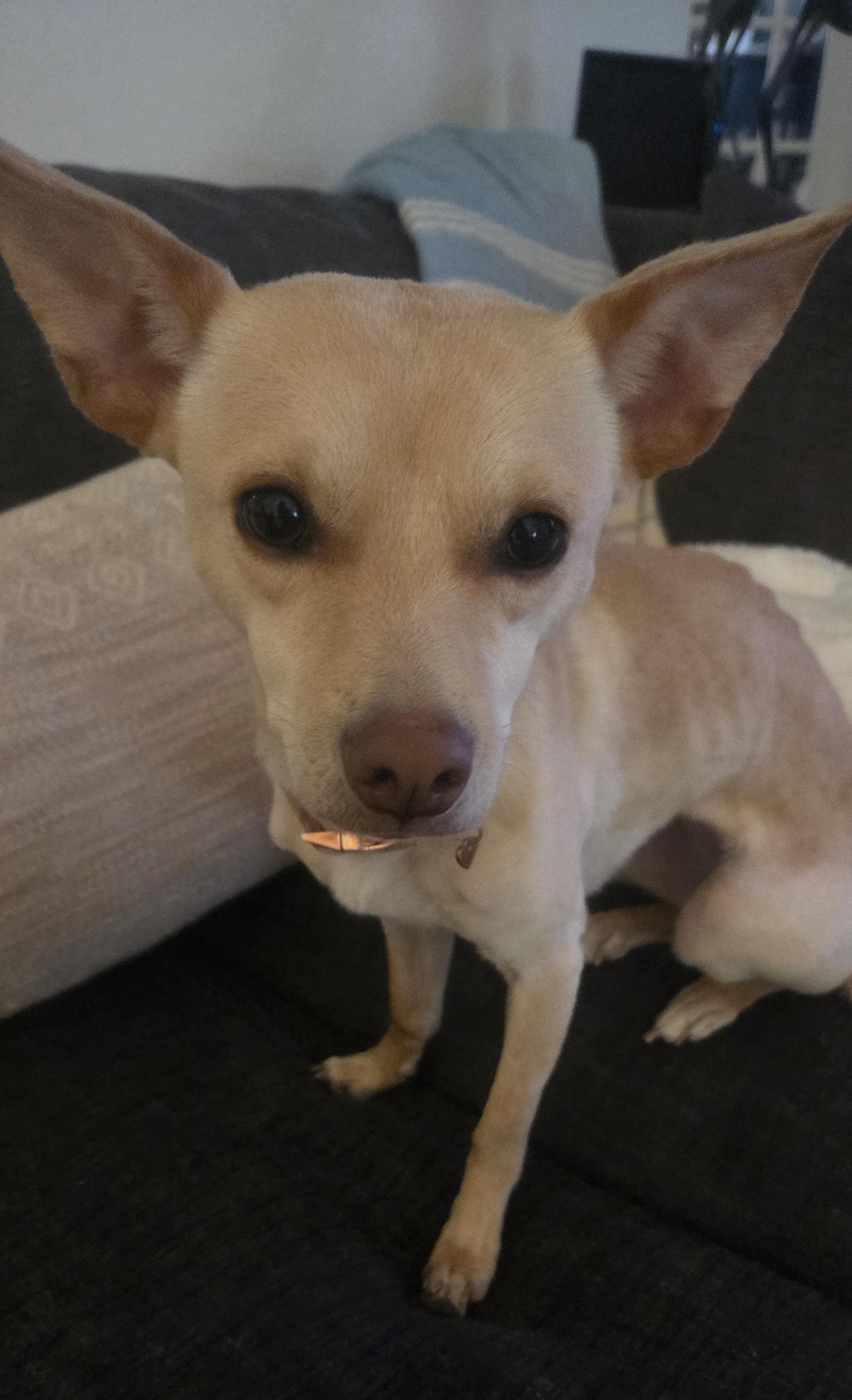 Precious (Courtesy Post), ADOPTABLE, Young Female Chihuahua.