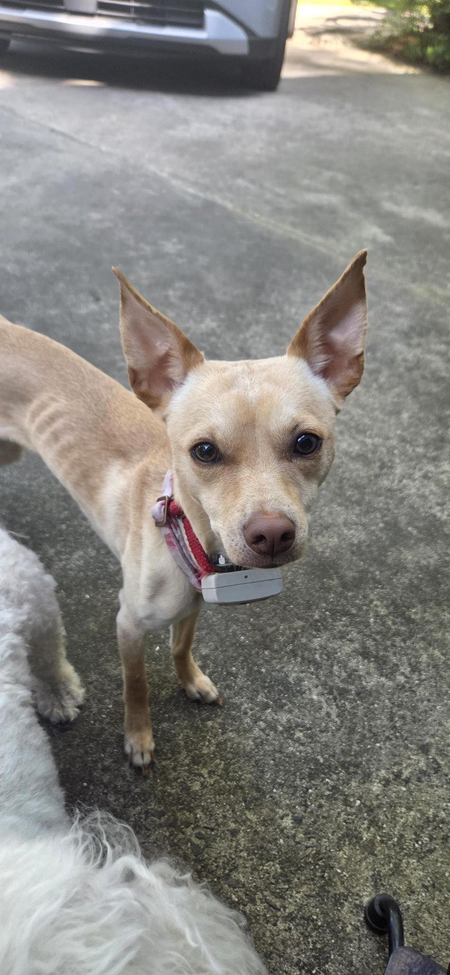 Precious (Courtesy Post), a ADOPTABLE mixed breed in Durham, NC image 3/6