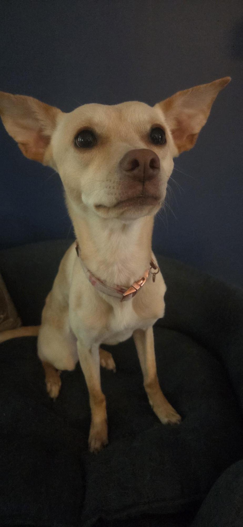 Precious (Courtesy Post), a ADOPTABLE mixed breed in Durham, NC image 4/6