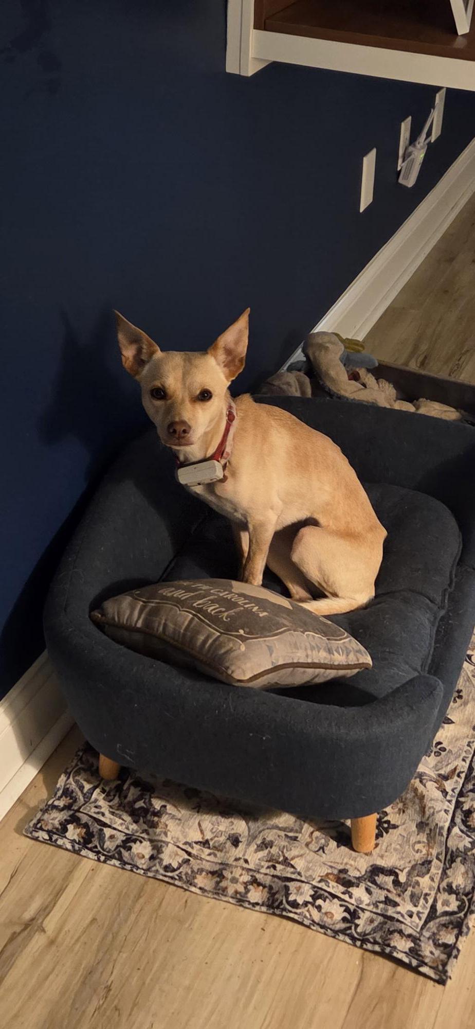 Precious (Courtesy Post), a ADOPTABLE mixed breed in Durham, NC image 2/6