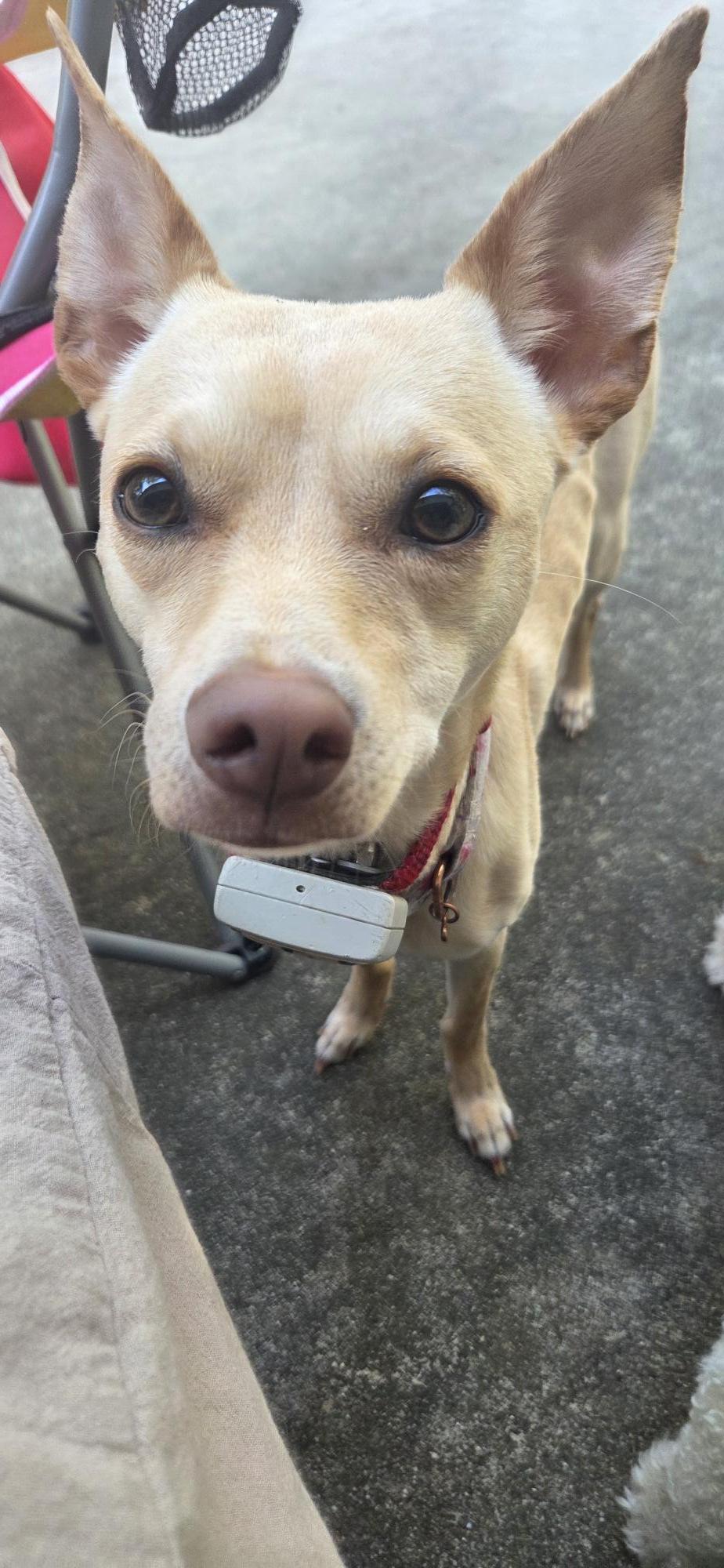 Precious (Courtesy Post), a ADOPTABLE mixed breed in Durham, NC image 5/6
