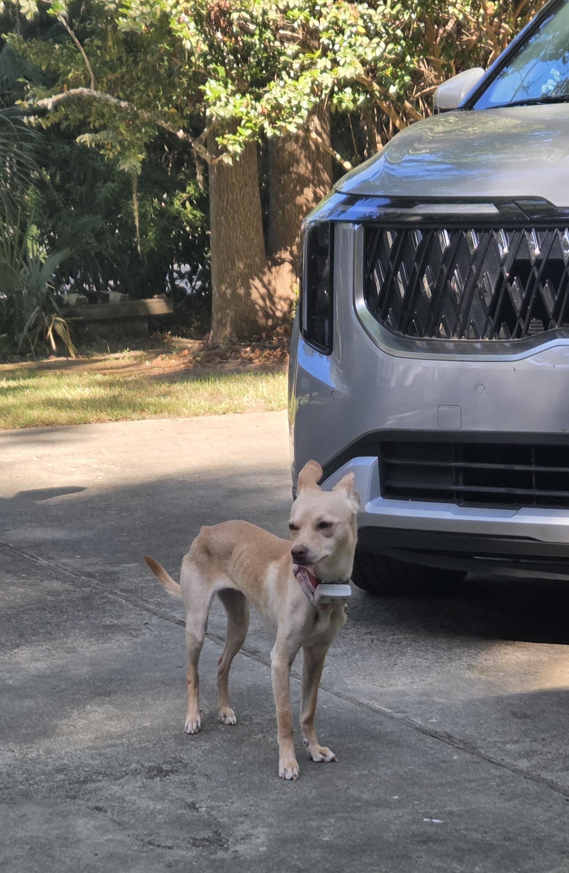 Precious (Courtesy Post), a ADOPTABLE mixed breed in Durham, NC image 6/6