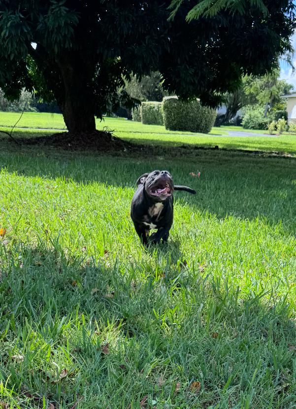 Gorda Fiona - Florida, Adoptable, Adult Female American Bulldog.