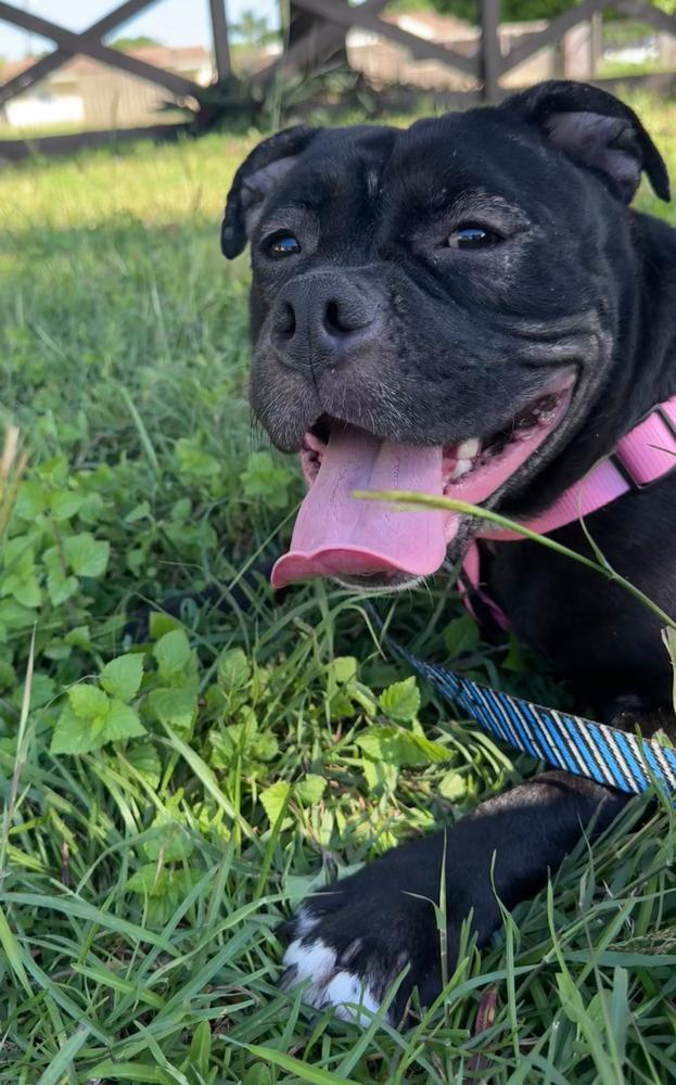 Gorda Fiona - Florida, a Adoptable mixed breed in Maryville, TN image 2/6