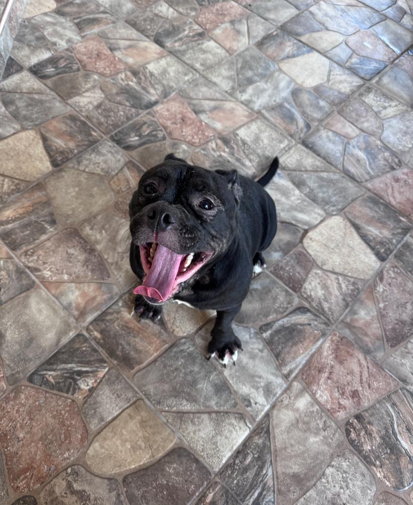 Gorda Fiona - Florida, a Adoptable mixed breed in Maryville, TN image 3/6