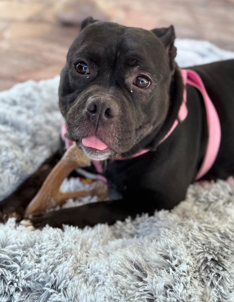 Gorda Fiona - Florida, a Adoptable mixed breed in Maryville, TN image 4/6