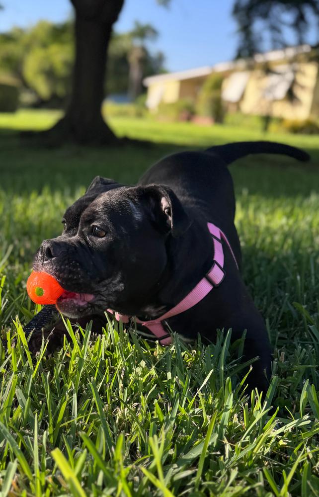 Gorda Fiona - Florida, a Adoptable mixed breed in Maryville, TN image 6/6