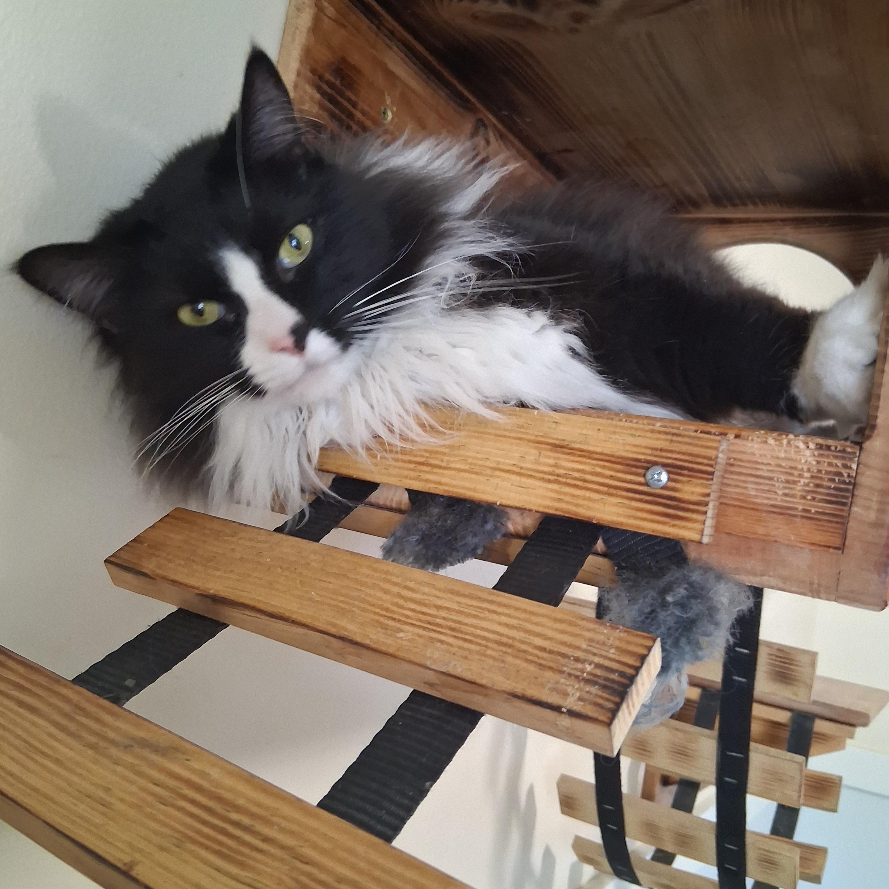 Sylvester, adopted, Adult Male Domestic Long Hair.