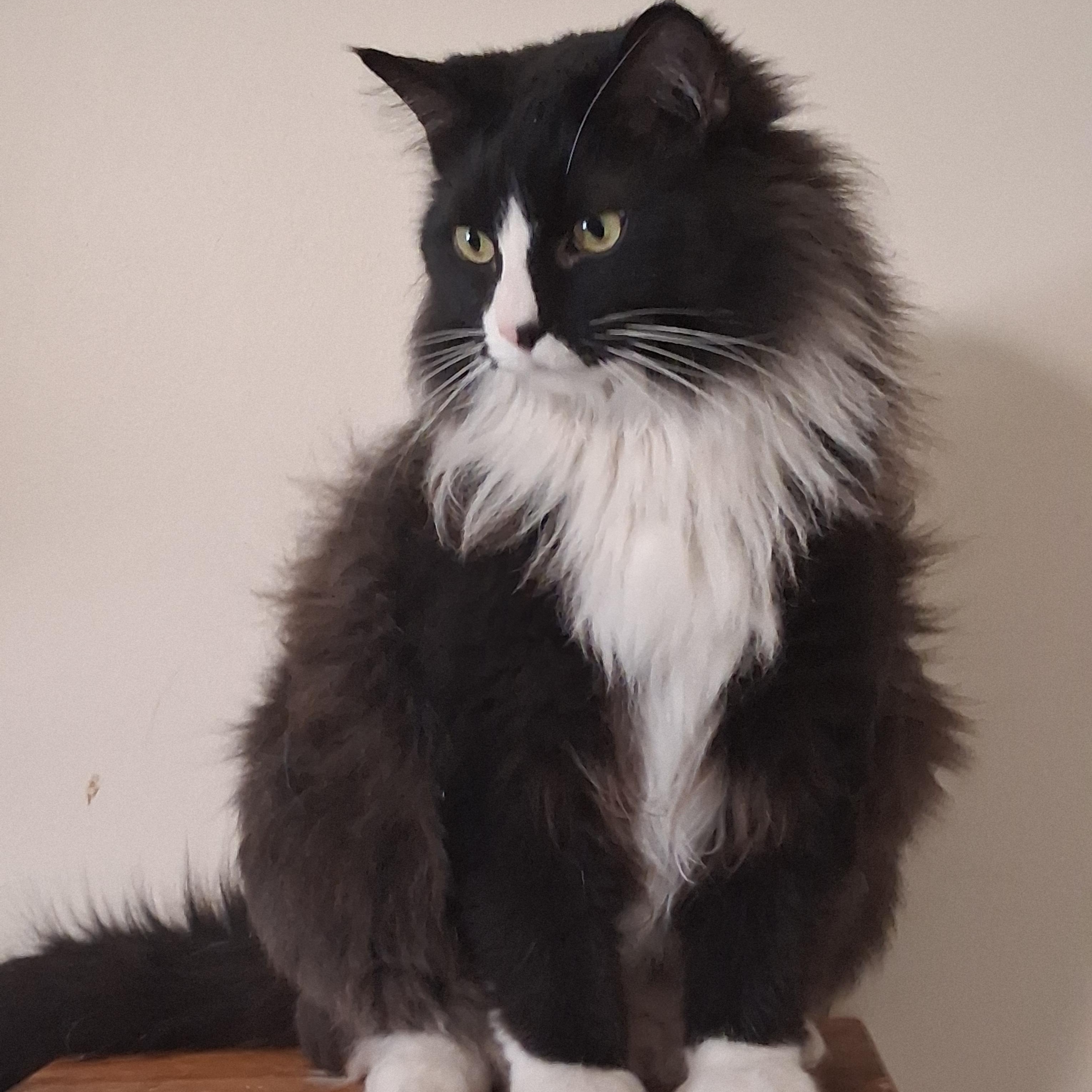 Enlarge Sylvester, an adopted Domestic Long Hair in Lincoln, IL image 2/2