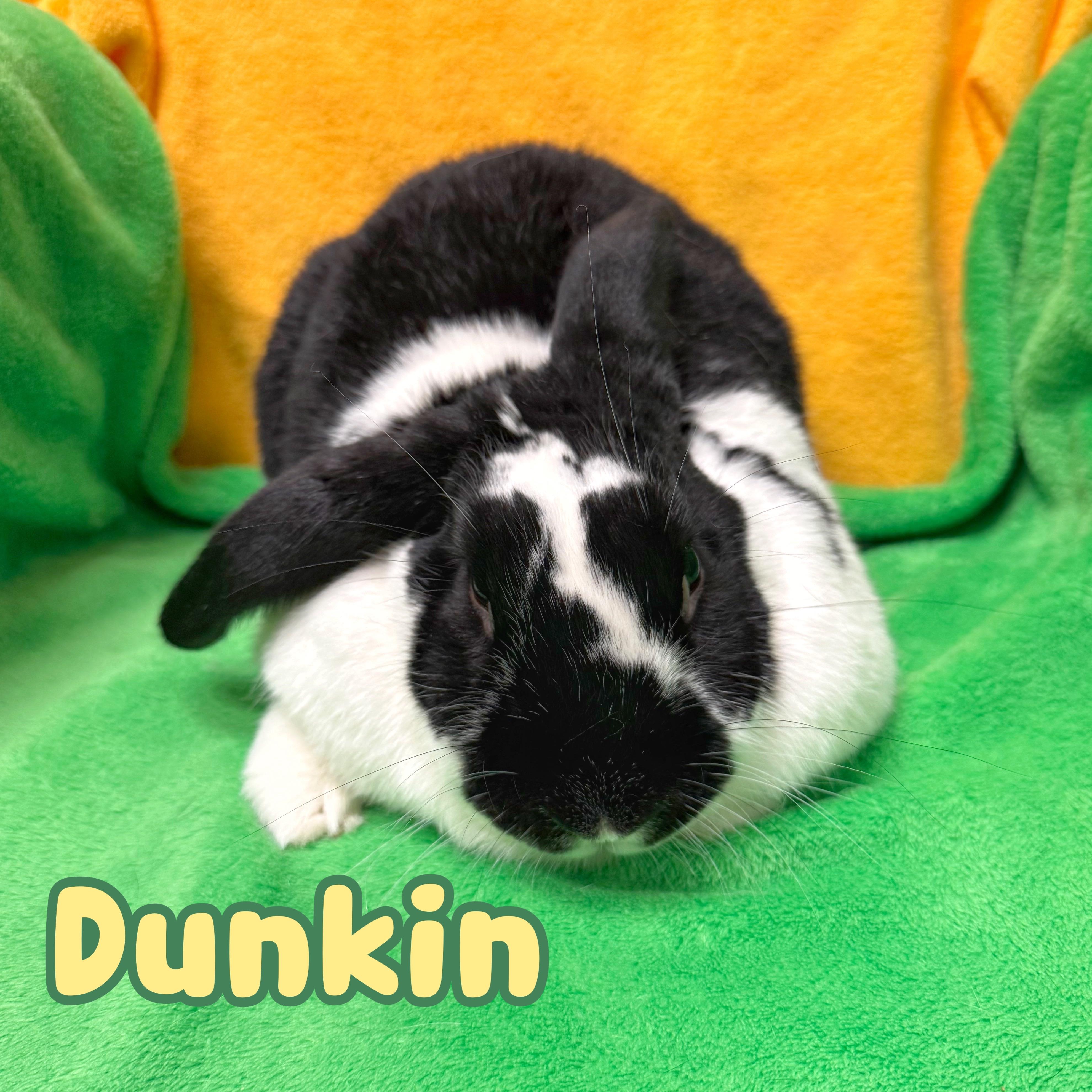 Enlarge Dunkin, a ADOPTABLE mixed breed in Roseville, CA image 1/1