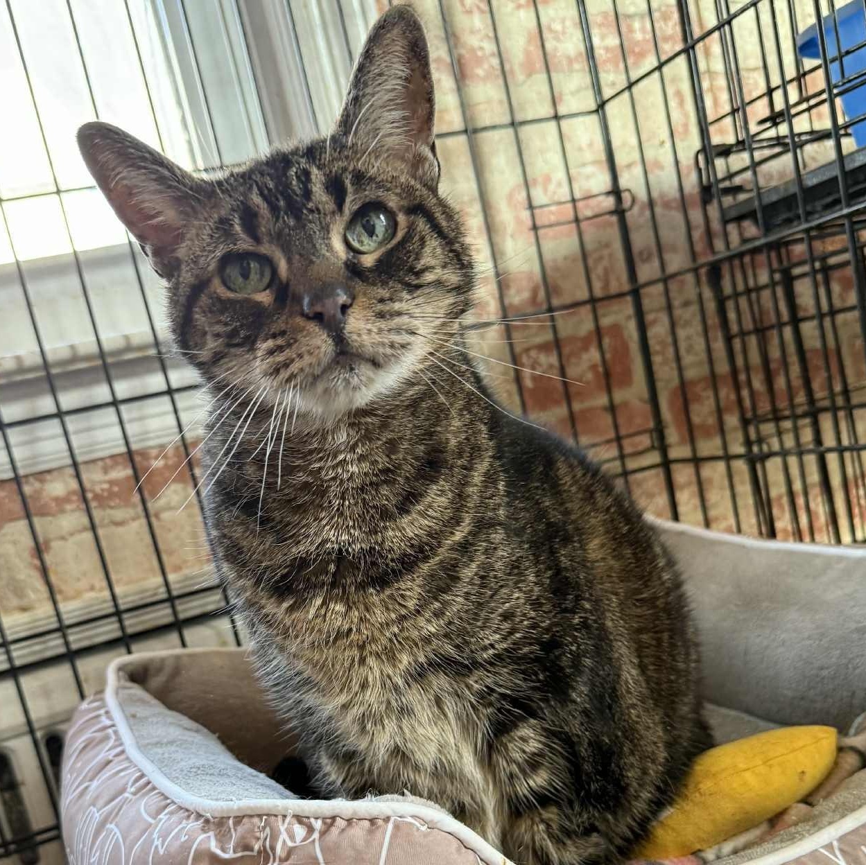 Kate ( super senior- 16 yrs old!), ADOPTABLE, Senior Female Tabby.