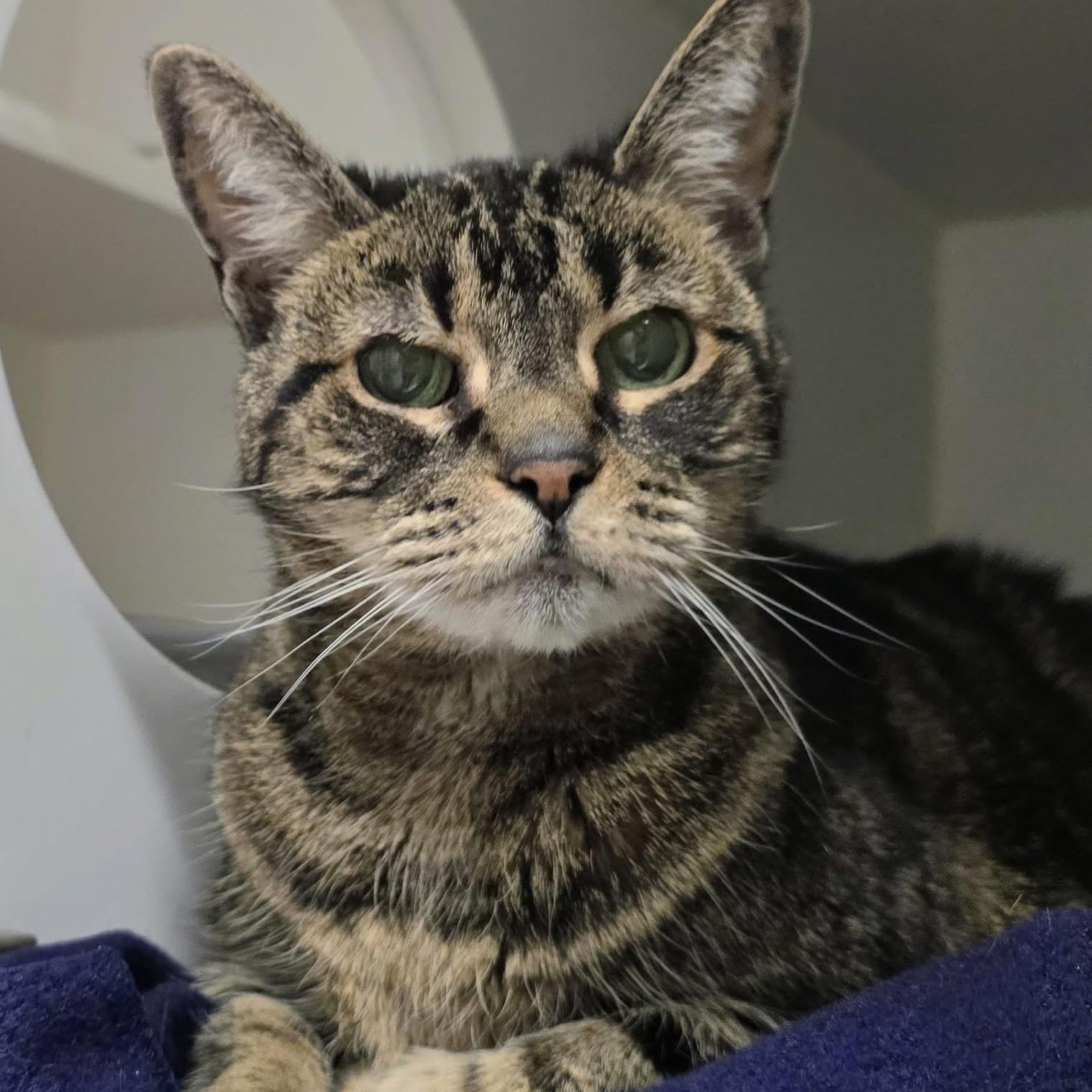 Enlarge Kate ( super senior), a ADOPTABLE Tabby in Huntington, NY image 1/1