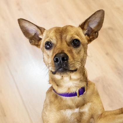 Gunther, Adoptable, Adult Male Miniature Pinscher & Mixed Breed.