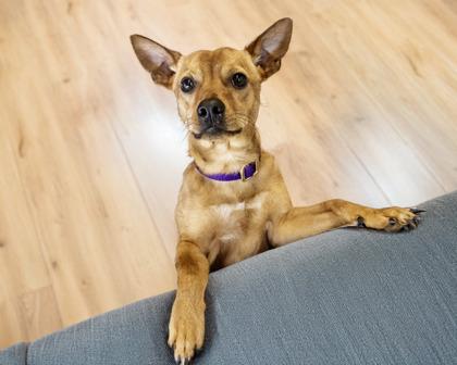 Enlarge Gunther, a Adoptable mixed breed in Camano Island, WA image 2/2