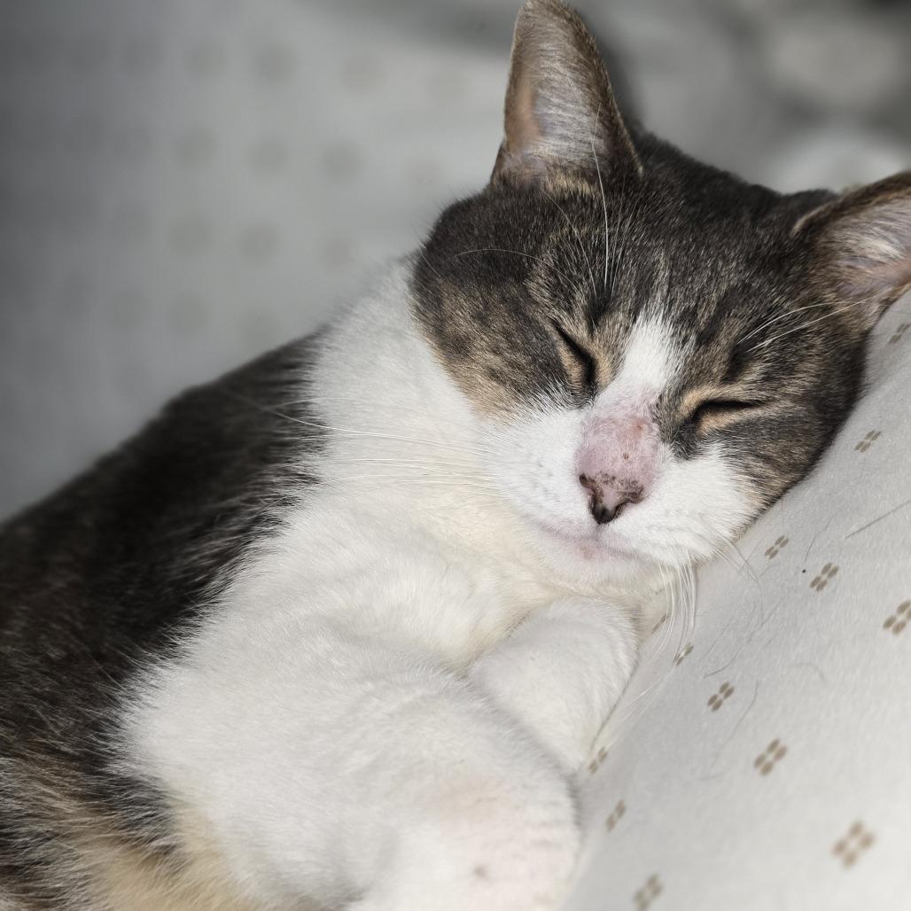 Chulita, Adoptable, Adult Female Domestic Short Hair.