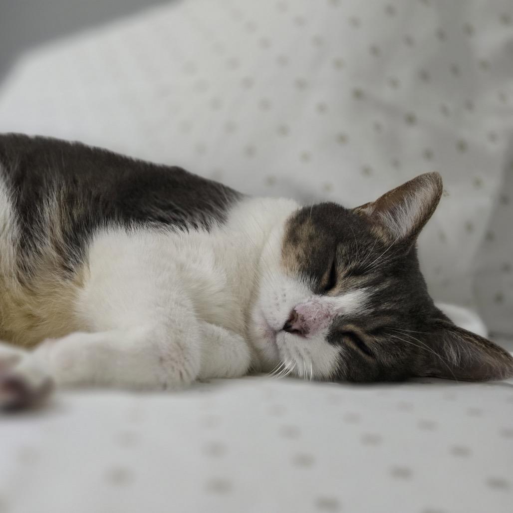 Chulita, a Adoptable Domestic Short Hair in Jupiter, FL image 1/2