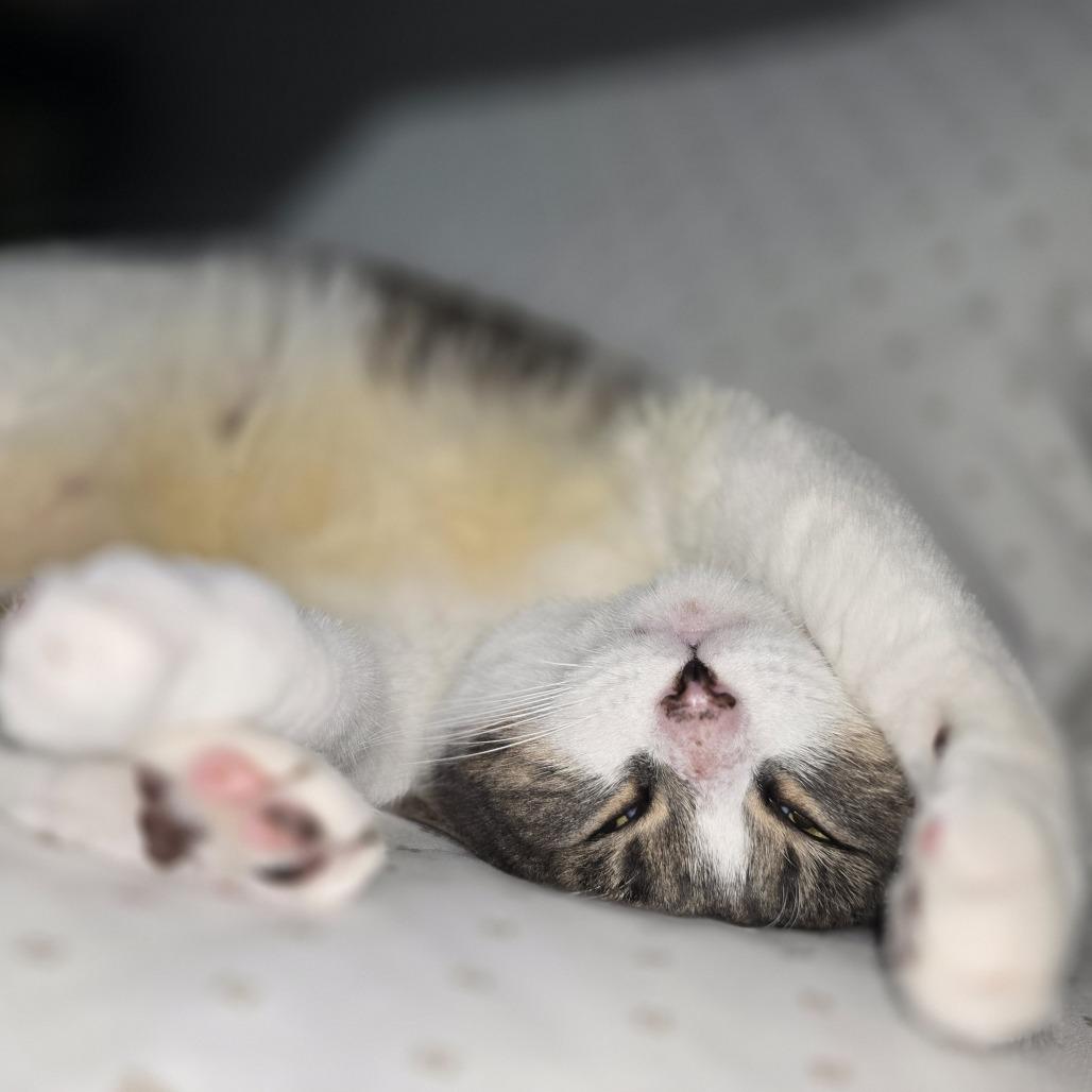 Enlarge Chulita, a Adoptable Domestic Short Hair in Jupiter, FL image 3/6