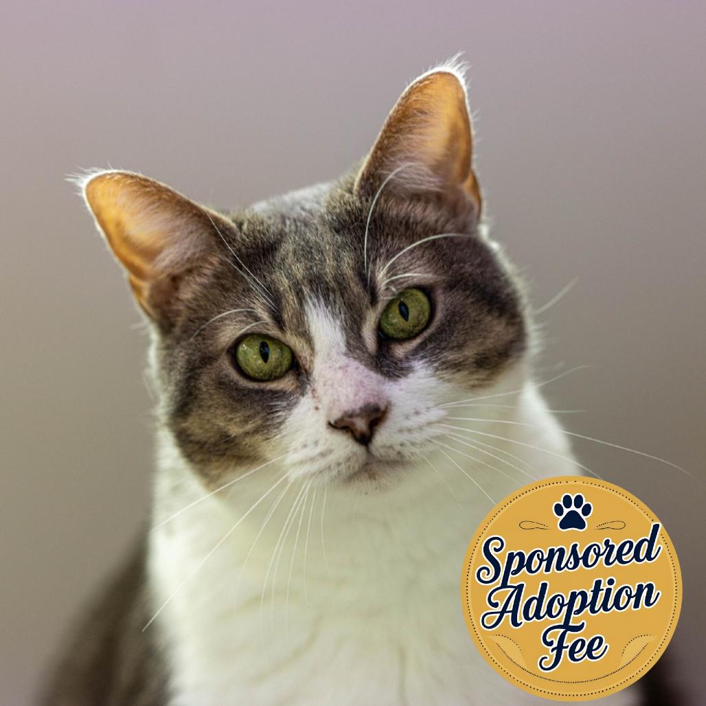 Enlarge Chulita, a Adoptable Domestic Short Hair in Jupiter, FL image 4/6
