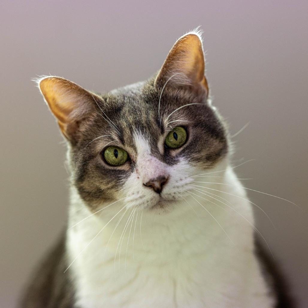 Enlarge Chulita, a Adoptable Domestic Short Hair in Jupiter, FL image 2/4