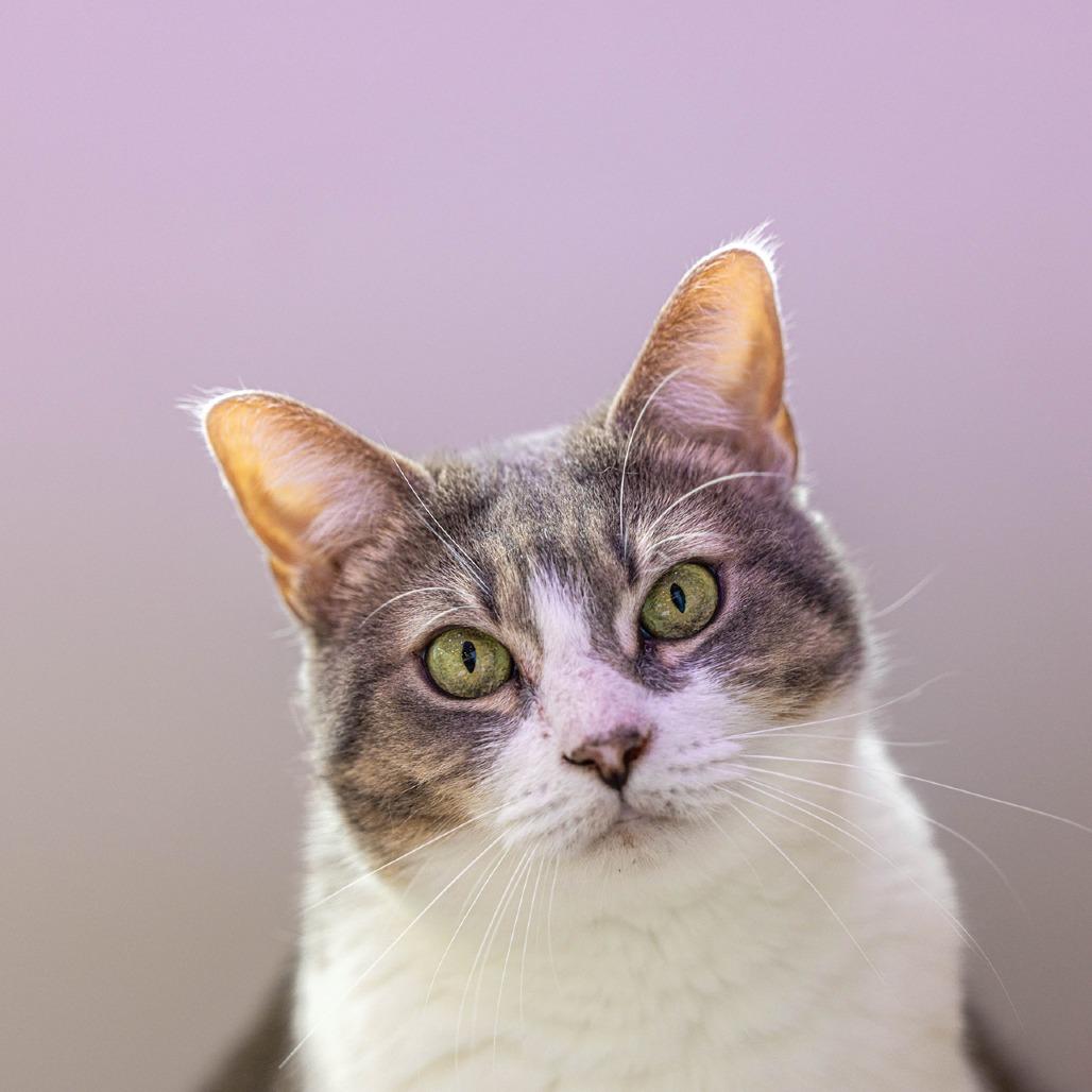 Enlarge Chulita, a Adoptable Domestic Short Hair in Jupiter, FL image 3/4