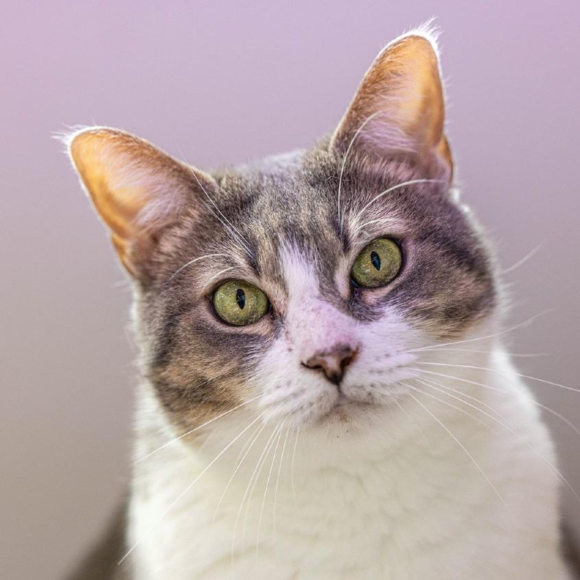 Enlarge Chulita, a Adoptable Domestic Short Hair in Jupiter, FL image 5/6