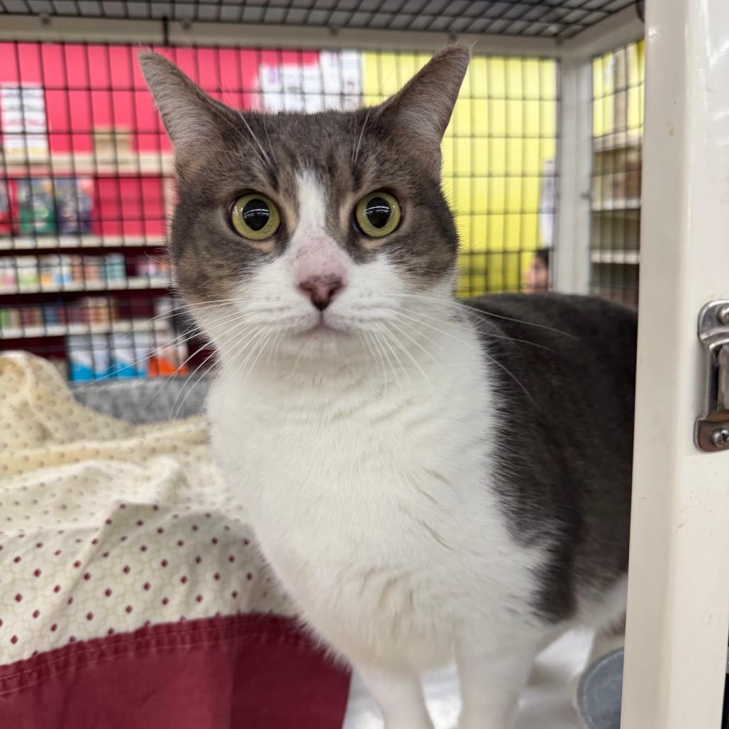 Chulita, a Adoptable Domestic Short Hair in Jupiter, FL image 2/2