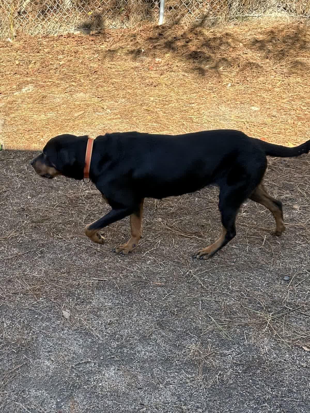 Enlarge Maggie Mae, an adopted mixed breed in North Augusta, SC image 5/5