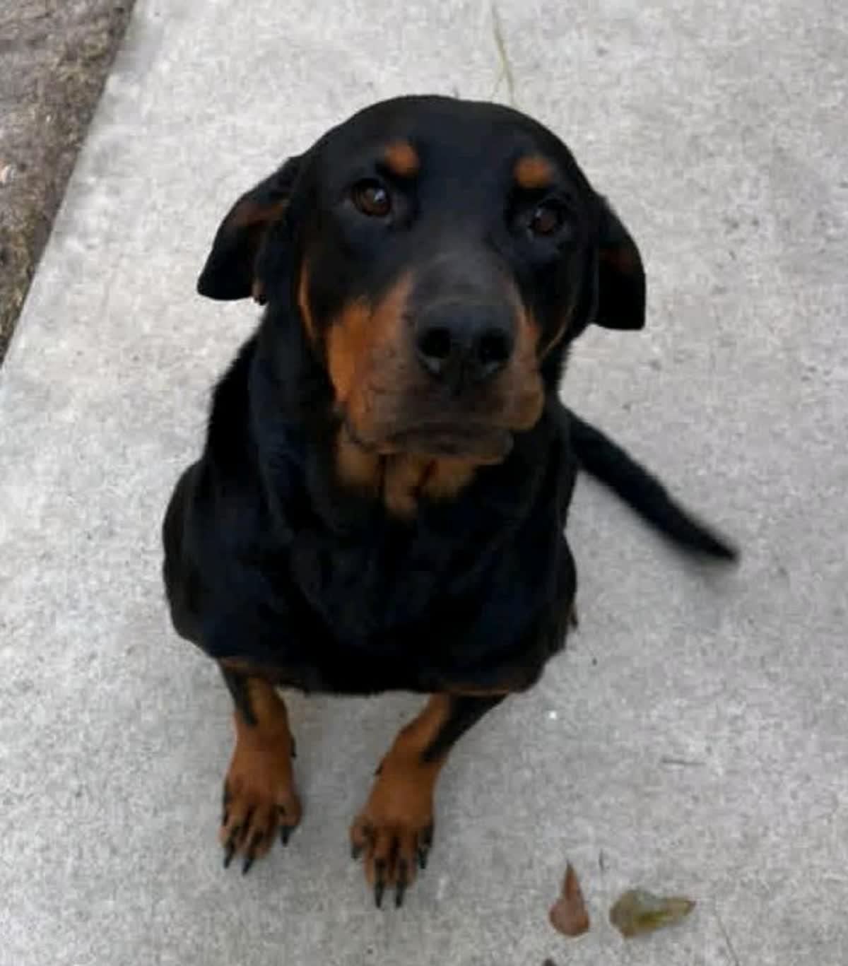 Enlarge Maggie Mae, an adopted mixed breed in North Augusta, SC image 4/5