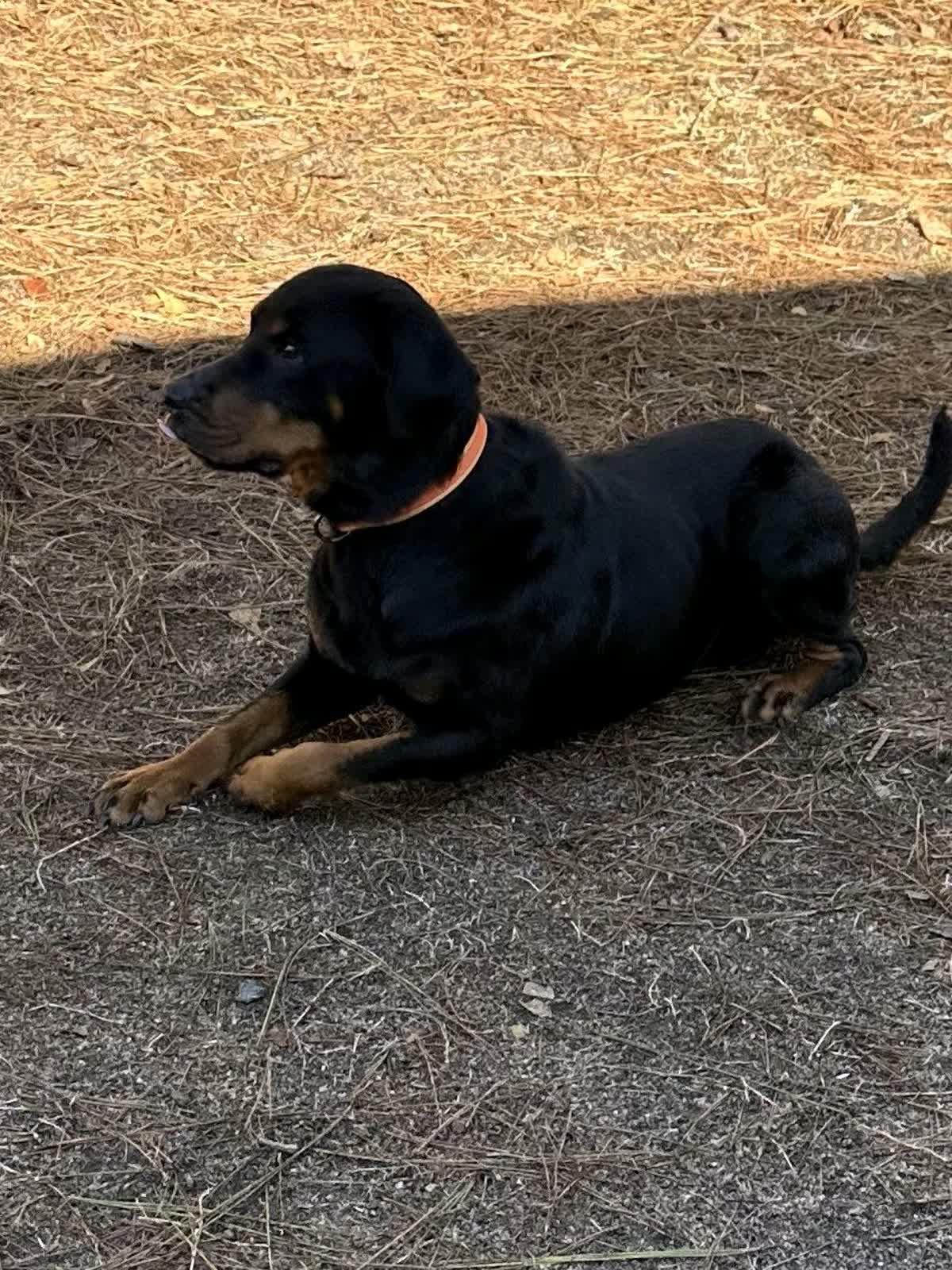 Enlarge Maggie Mae, an adopted mixed breed in North Augusta, SC image 2/5