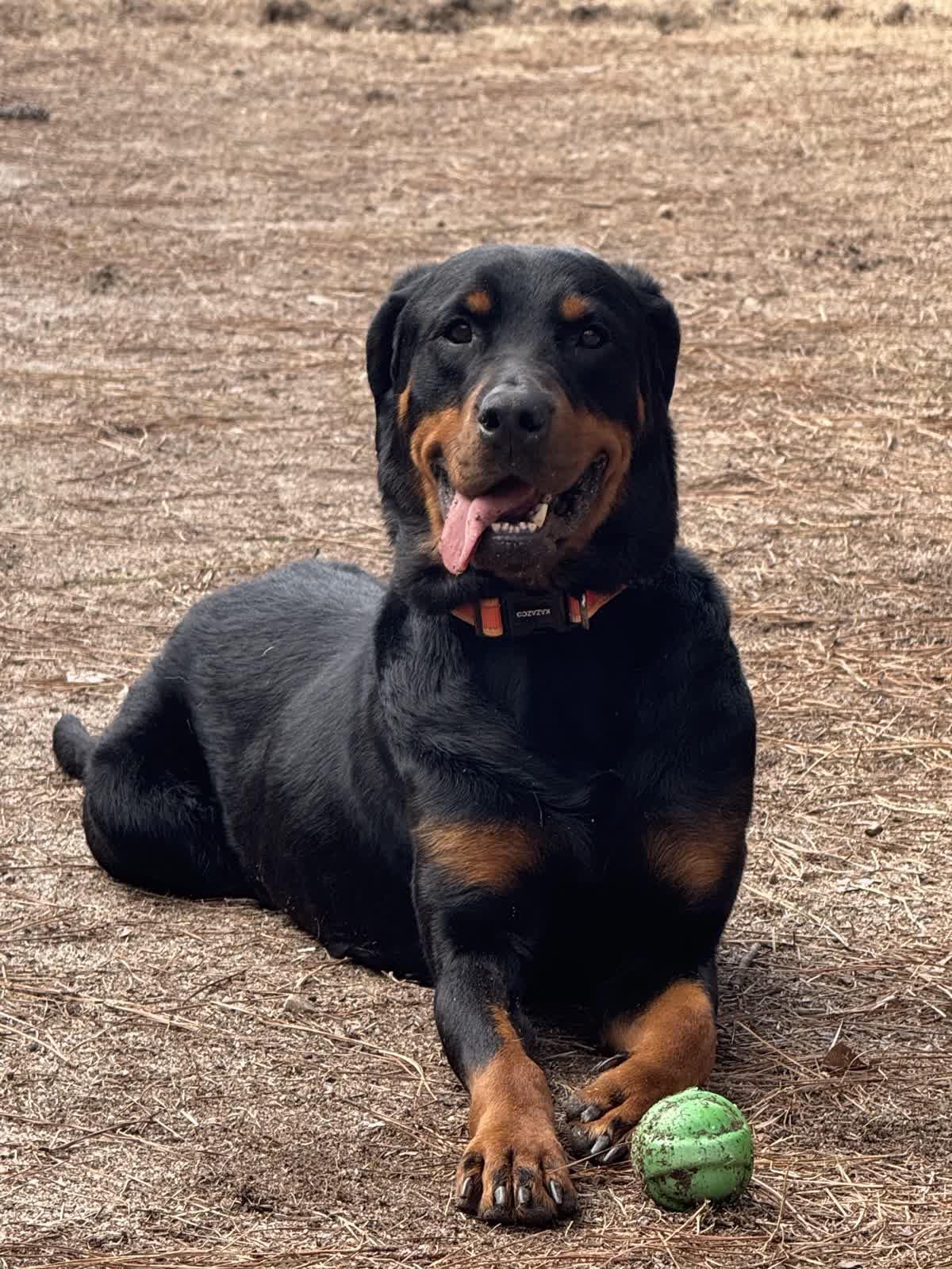 Maggie Mae, ADOPTABLE, Adult Female Rottweiler.