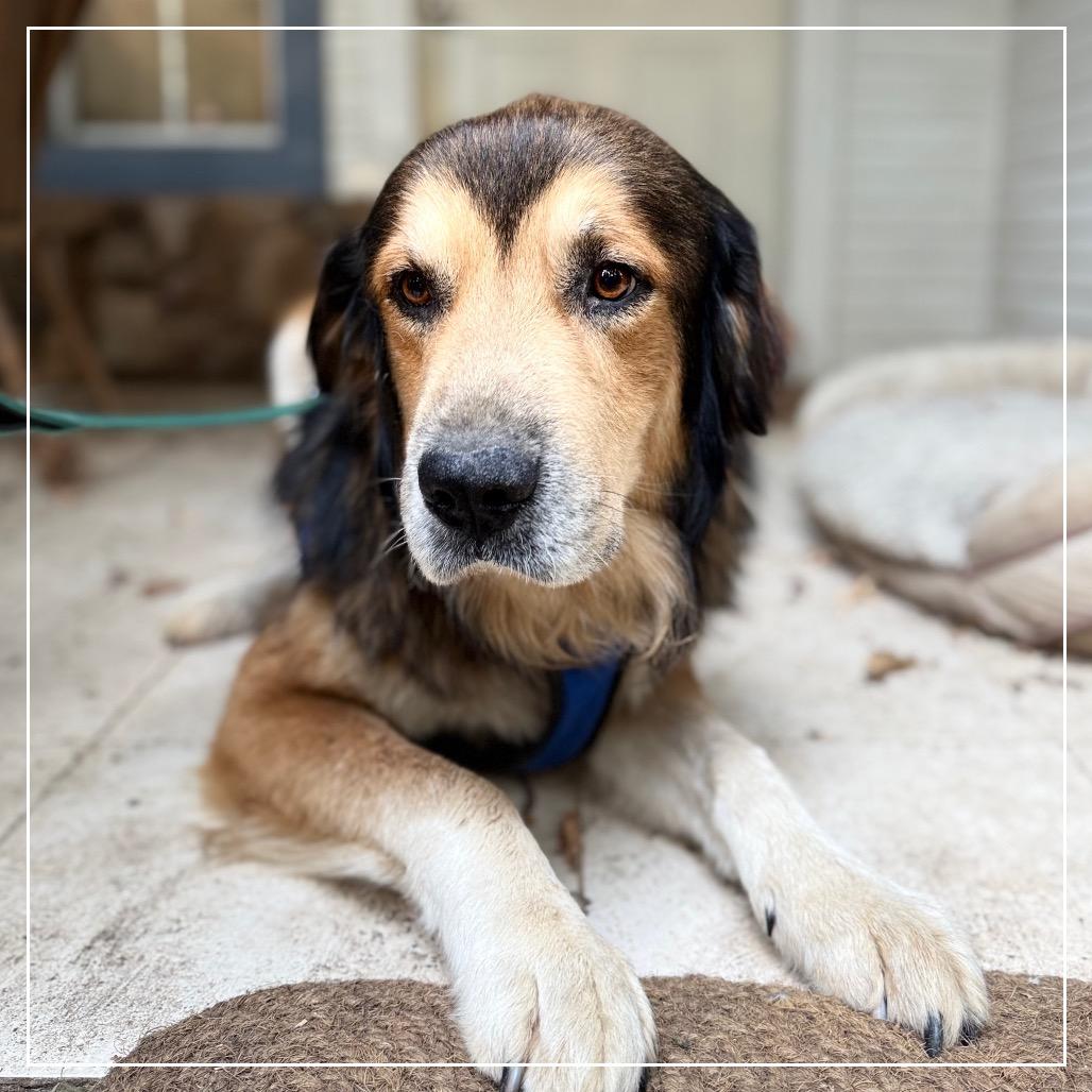 Buddy, Adoptable, Adult Male Saint Bernard & Mixed Breed.