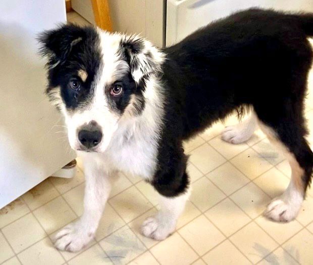 Marley, Adopted, Puppy Male Australian Shepherd & Border Collie.