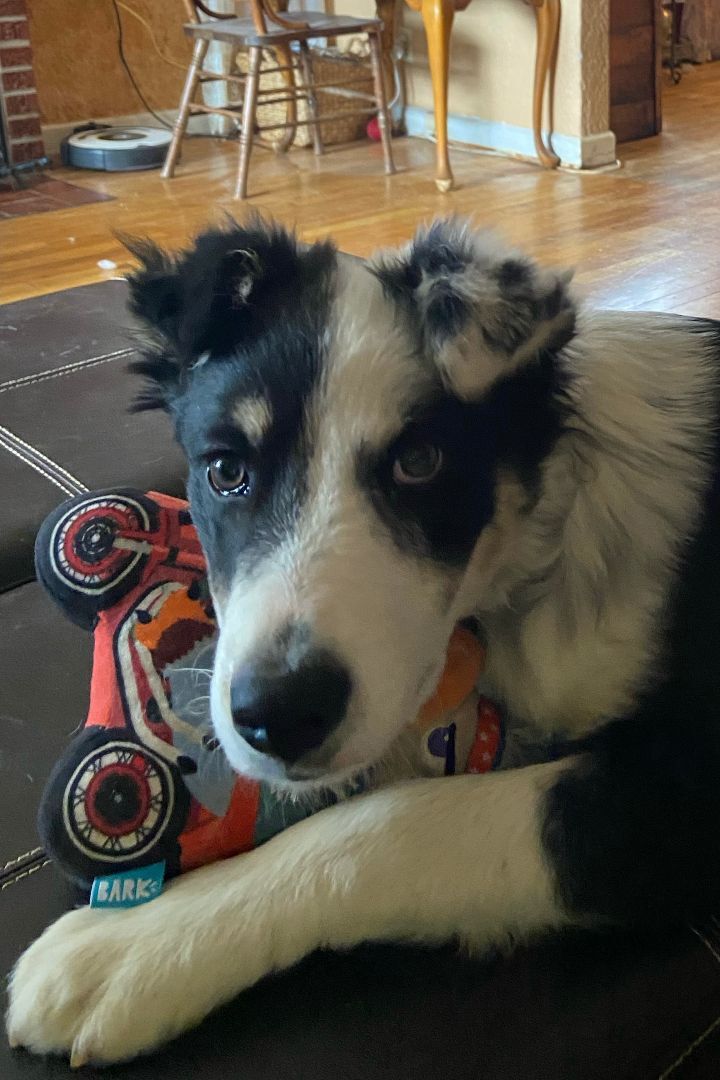 Enlarge Marley, a Adopted mixed breed in Hagerman, NM image 2/12