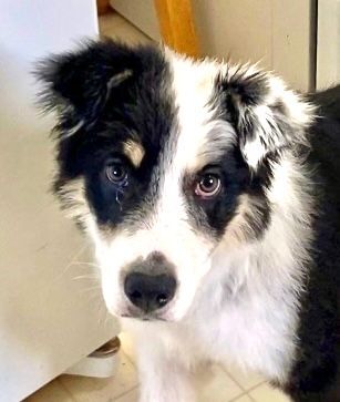 Enlarge Marley, a Adopted mixed breed in Hagerman, NM image 3/12