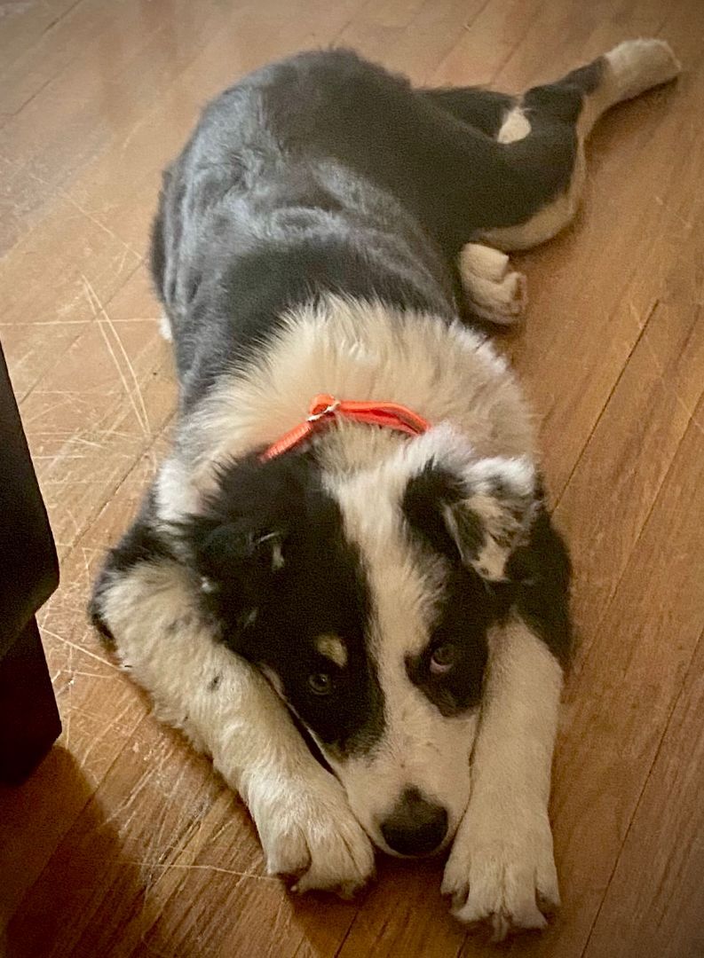 Enlarge Marley, a Adopted mixed breed in Hagerman, NM image 4/12