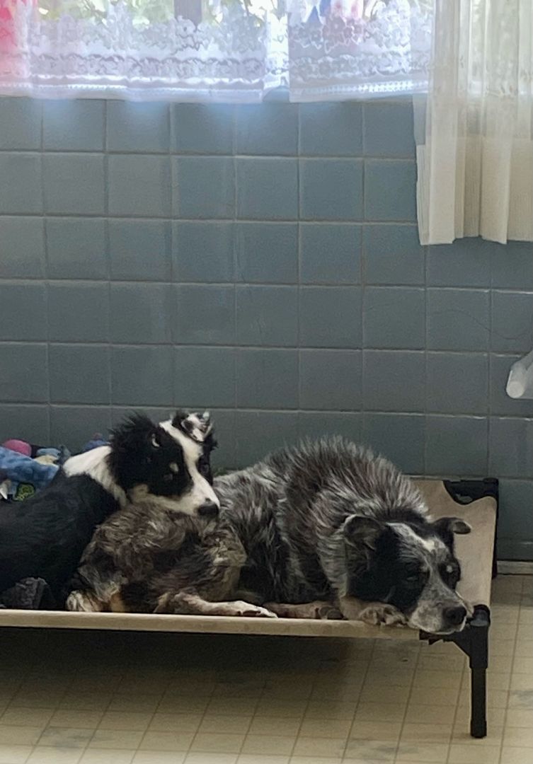 Enlarge Marley, a Adopted mixed breed in Hagerman, NM image 5/12