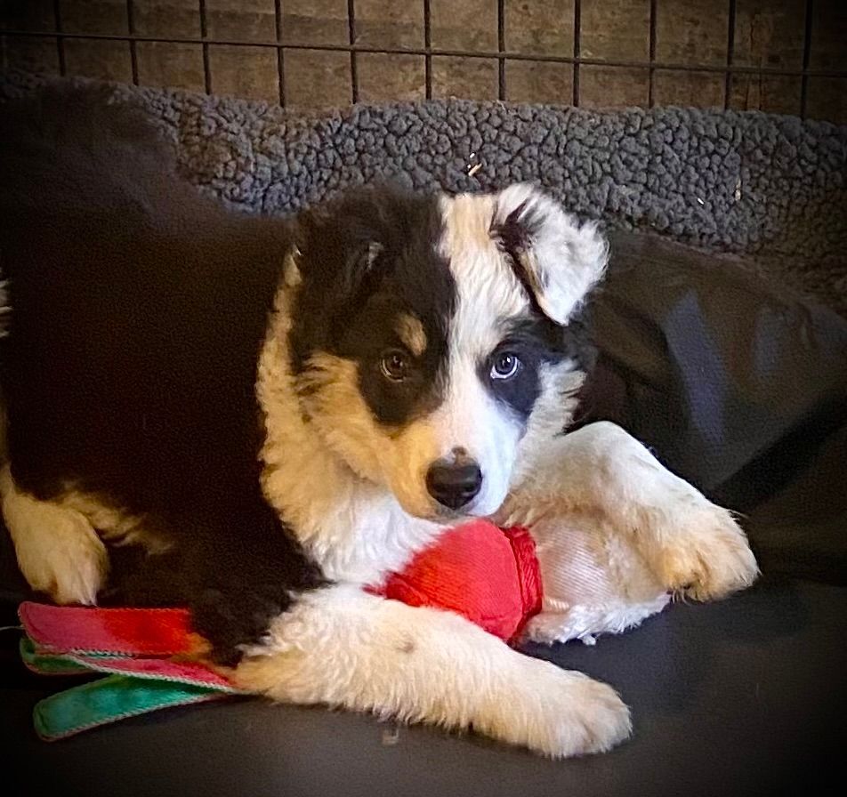 Enlarge Marley, a Adopted mixed breed in Hagerman, NM image 6/12