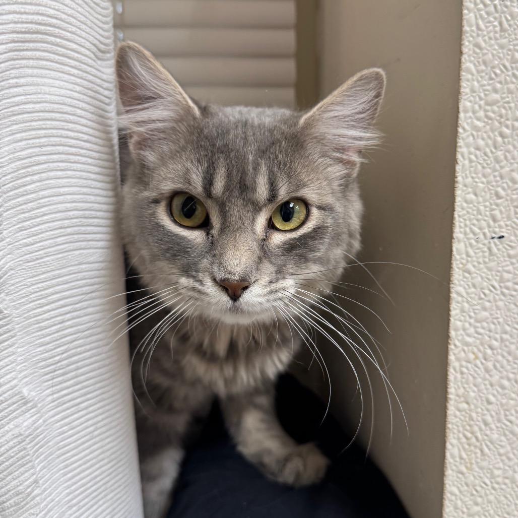 Fran, Adoptable, Adult Female Domestic Short Hair.