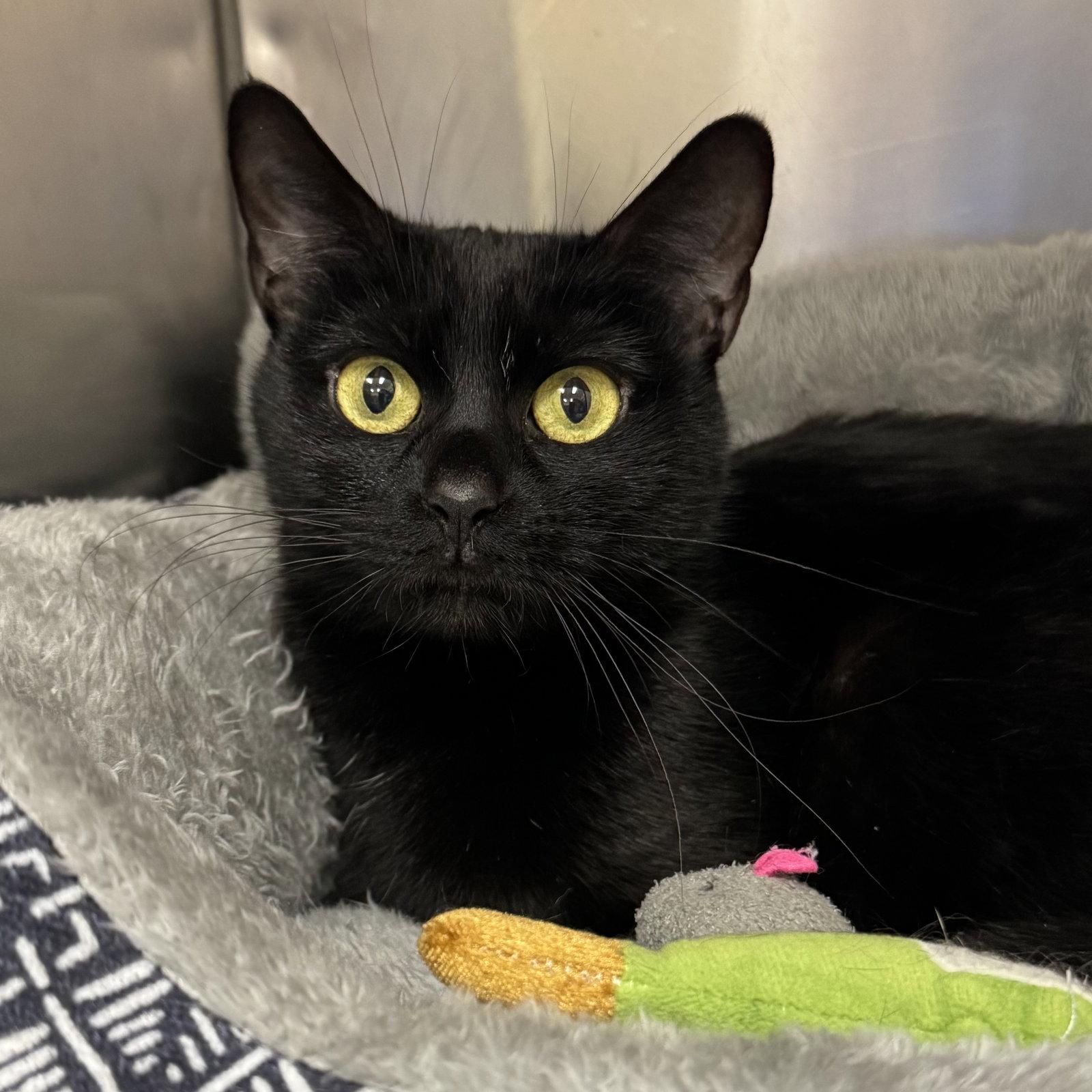 Enlarge Luna, a Adoptable Domestic Short Hair in Winchendon, MA image 1/3