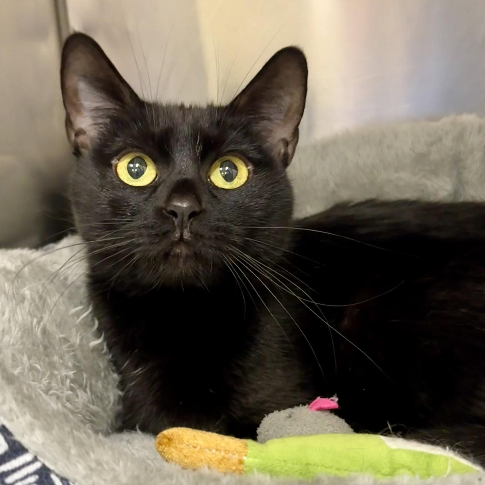 Enlarge Luna, a Adoptable Domestic Short Hair in Winchendon, MA image 2/3