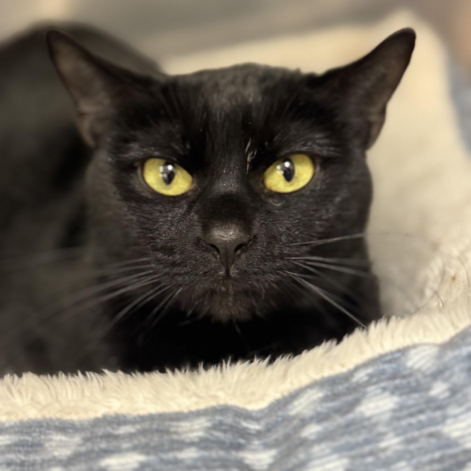 Luna, Adoptable, Adult Female Domestic Short Hair.
