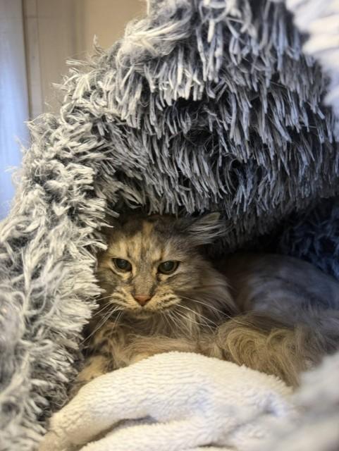 LAYLA, Adoptable, Senior Female Domestic Long Hair.